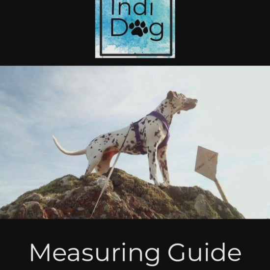 Indi-Dog harness measuring guide