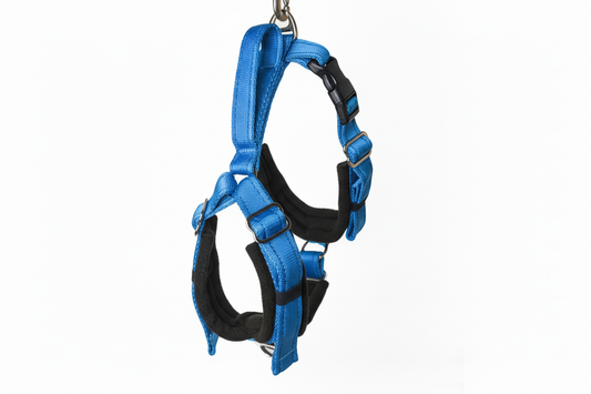 Electric blue and black harness